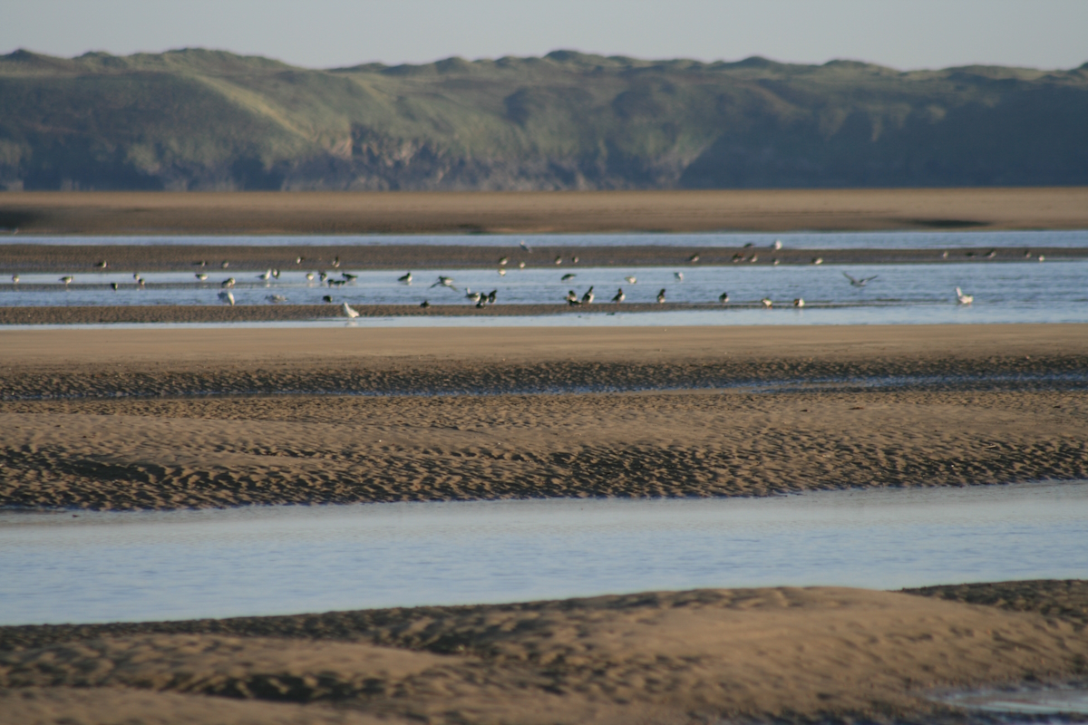 Copyright Judith Oakley/Oakley Intertidal