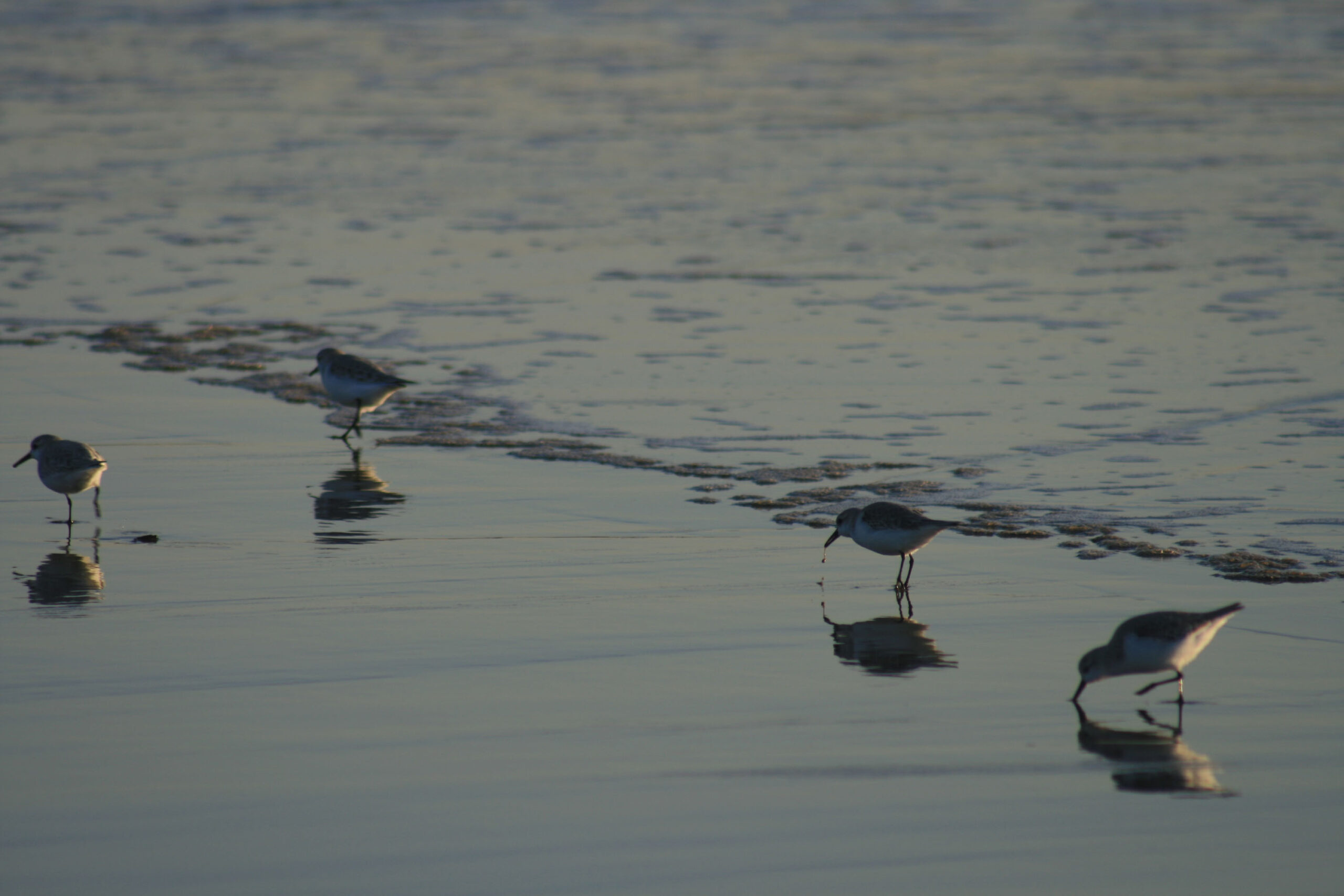 Sanderling (copyright Judith Oakley, Judith Oakley Intertidal)