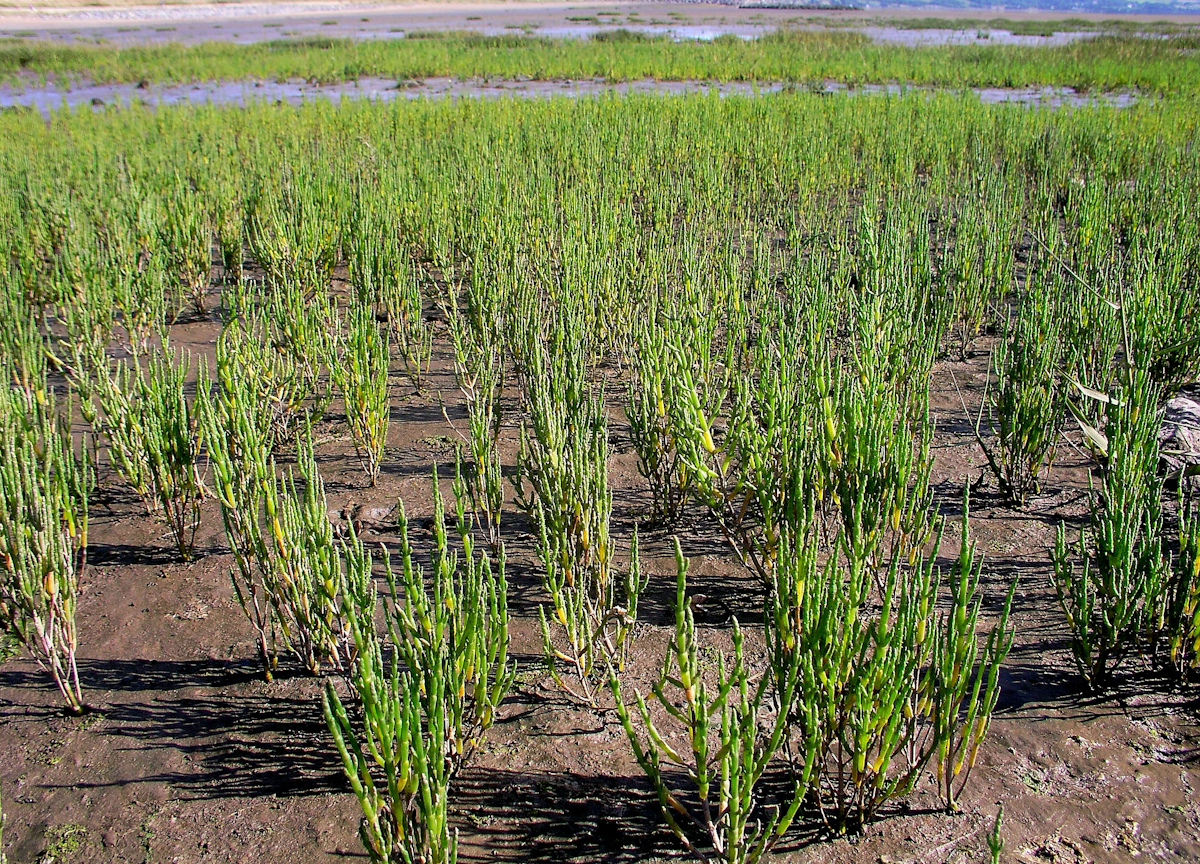 Salicornia (copyright Blaise Bullimore)