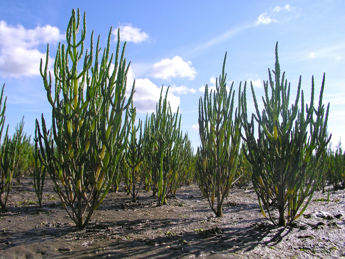 Salicornia (copyright Blaise Bullimore)