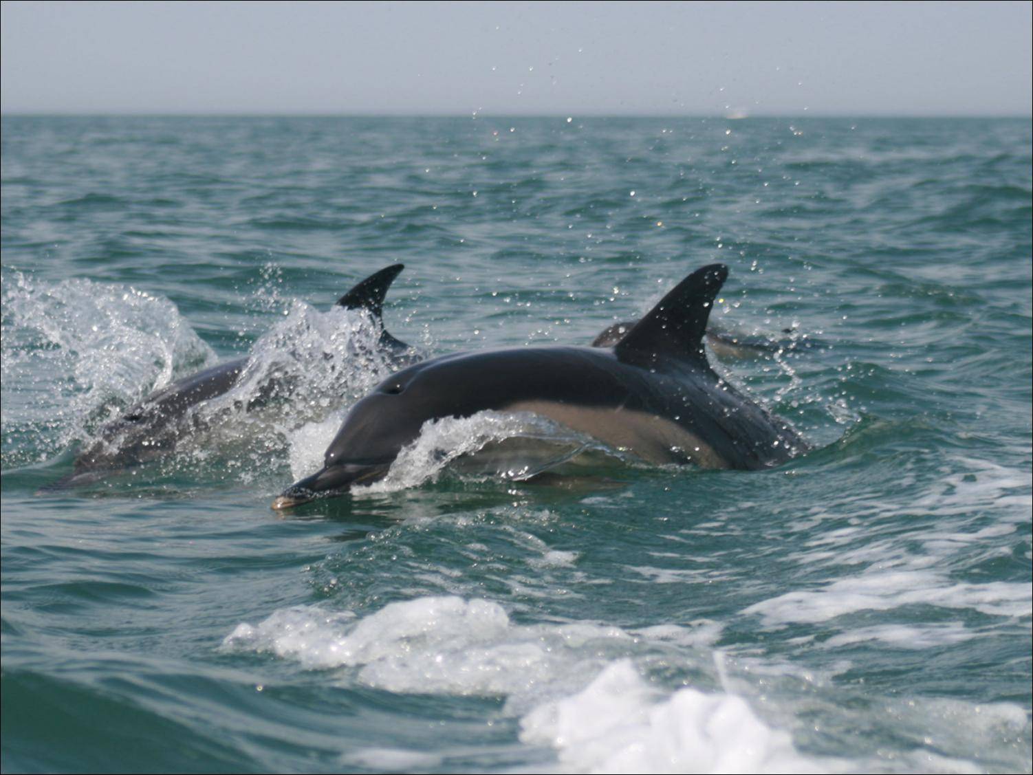 Short-beaked common dolphin (copyright Judith Oakley/Oakley Intertidal)