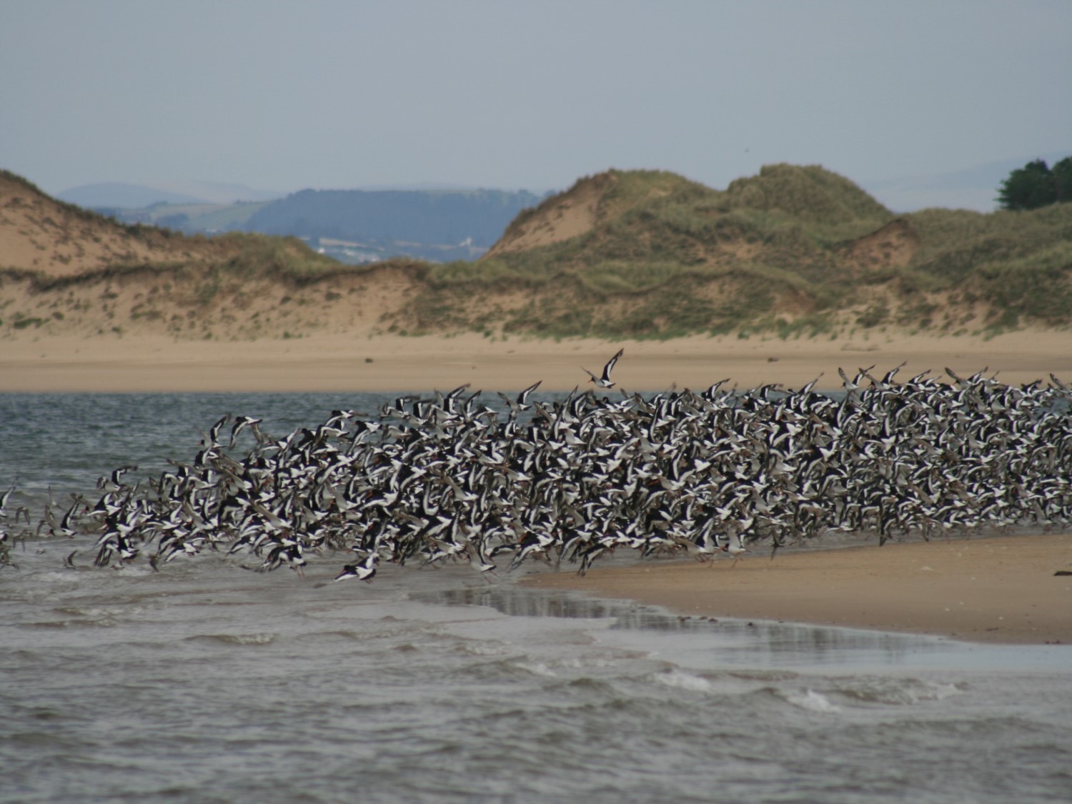 Oystercatchers (copyright Judith Oakley/Oakley Intertidal)