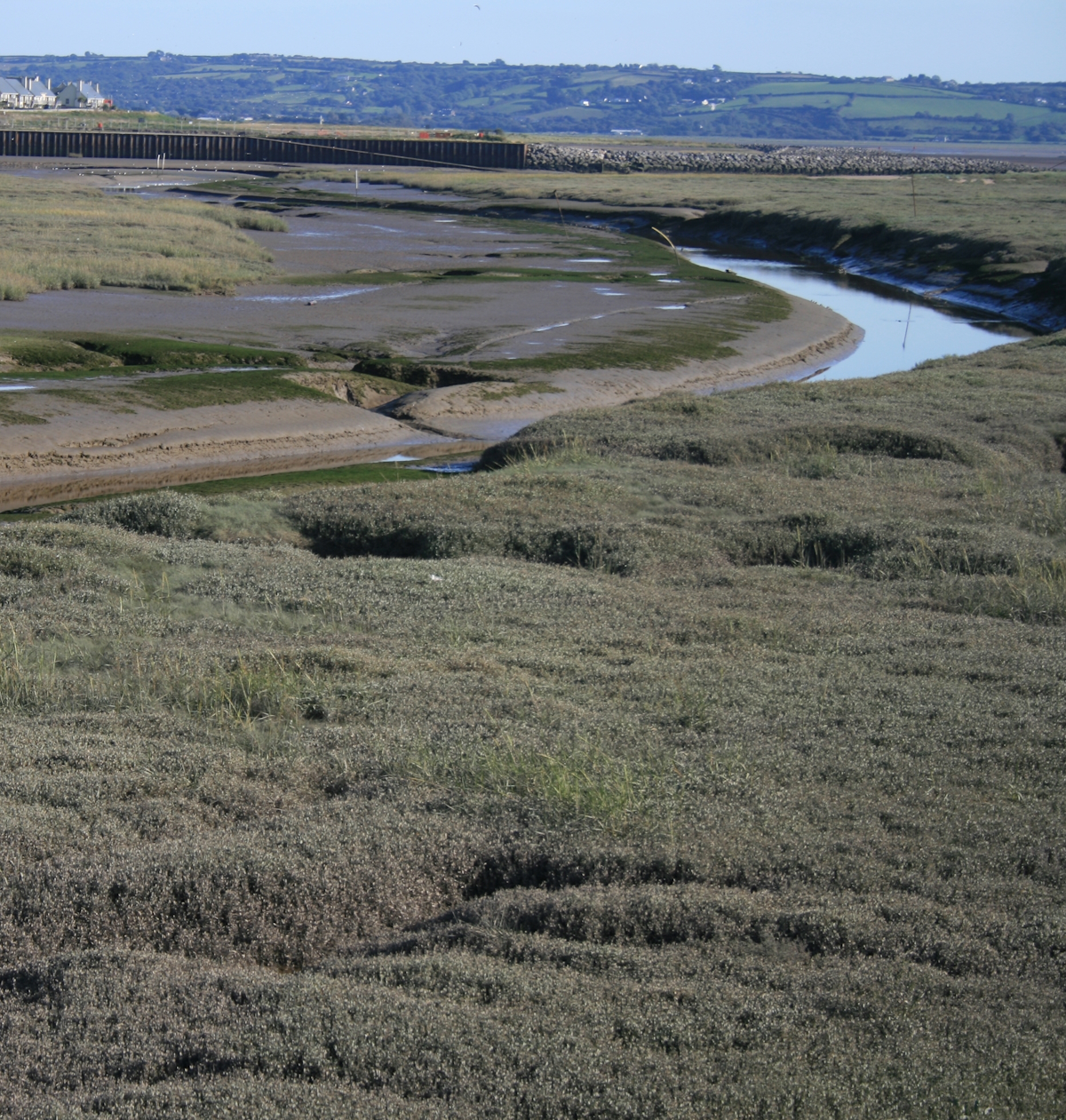 Saltmarsh (copyright Judith Oakley/Oakley Intertidal)