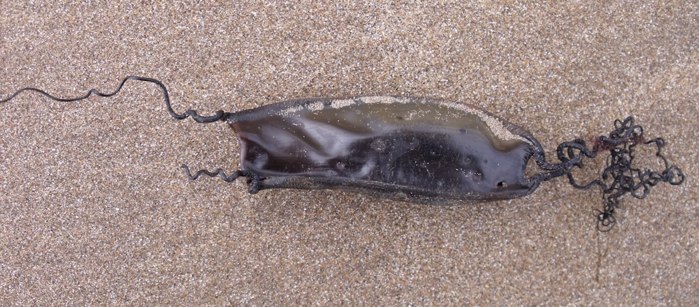 Eggcase (copyright Judith Oakley/Oakley Intertidal)