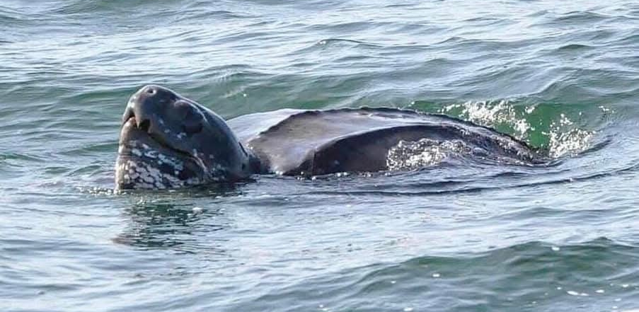 Copyright Dave Tonge/Gower Coast Adventures